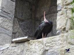 Tiergarten Schönbrunn am 24.02.2026